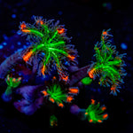 ARC Firework Clove Polyp Coral with colony growth in reef aquarium