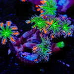 ARC Firework Clove Polyp Coral with colony growth in reef aquarium