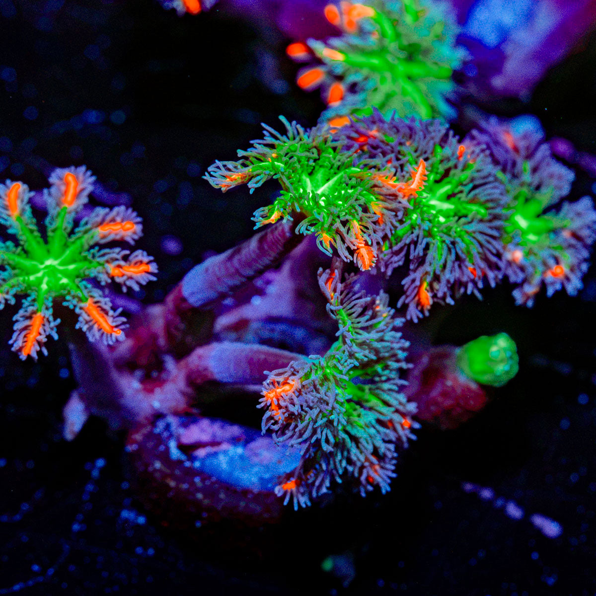 ARC Firework Clove Polyp Coral with colony growth in reef aquarium
