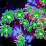 ARC Firework Clove Polyp Coral colony growth in reef aquarium