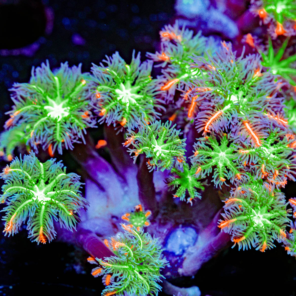 ARC Firework Clove Polyp Coral colony growth in reef aquarium