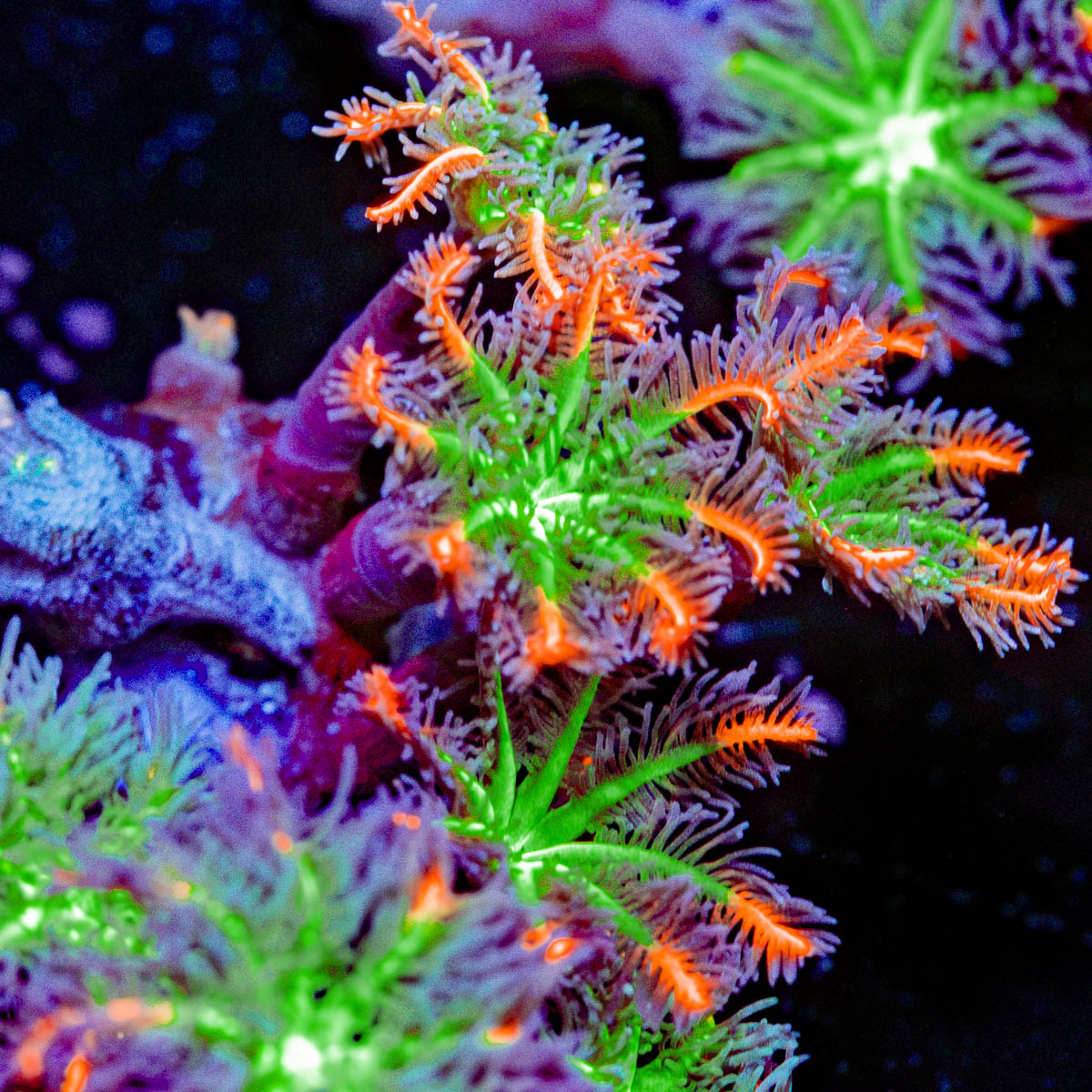 ARC Firework Clove Polyp Coral colony growth in reef aquarium
