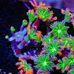ARC Firework Clove Polyp Coral with colony growth in reef aquarium