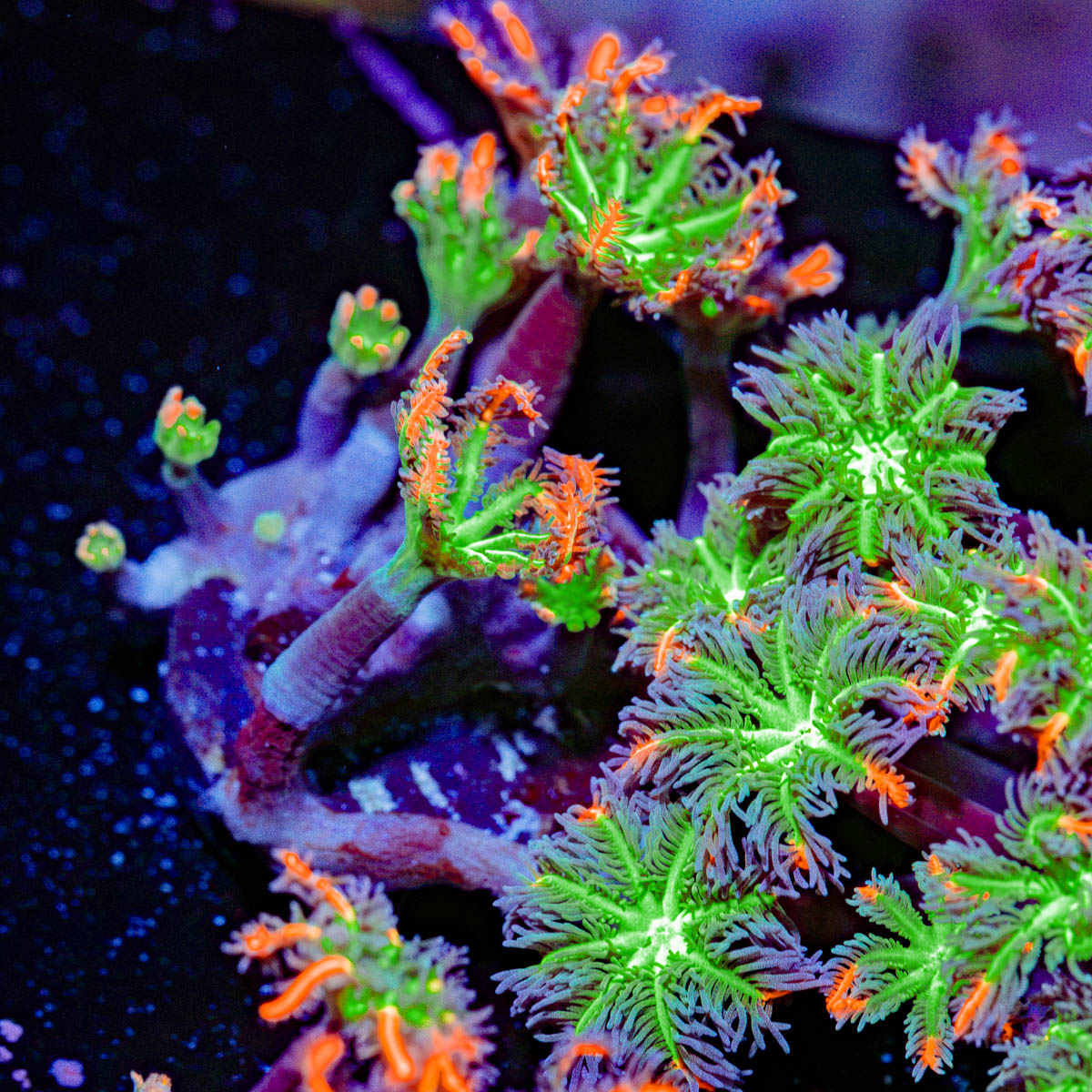 ARC Firework Clove Polyp Coral with colony growth in reef aquarium