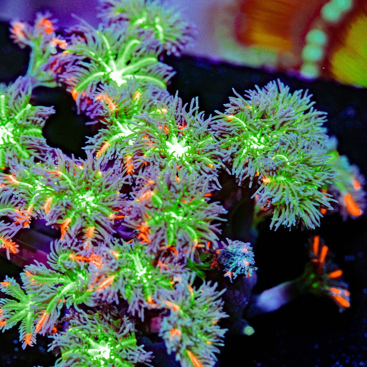 ARC Firework Clove Polyp Coral with colony growth in reef aquarium