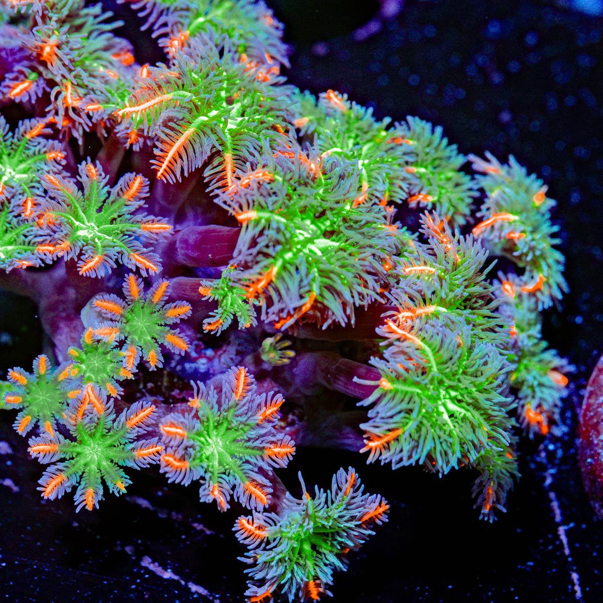 ARC Firework Clove Polyp Coral with colony growth in reef aquarium