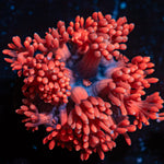 Red Fever Goniopora Coral with flower-like polyps in reef aquarium