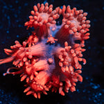 Red Fever Goniopora Coral with flower-like polyps in reef aquarium