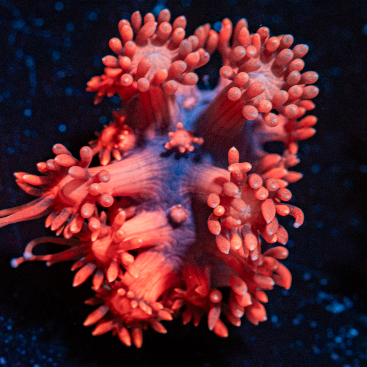 Red Fever Goniopora Coral with flower-like polyps in reef aquarium