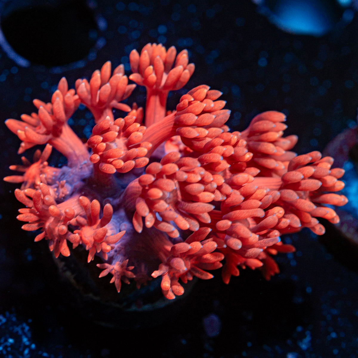 Red Fever Goniopora Coral with flower-like polyps in reef aquarium