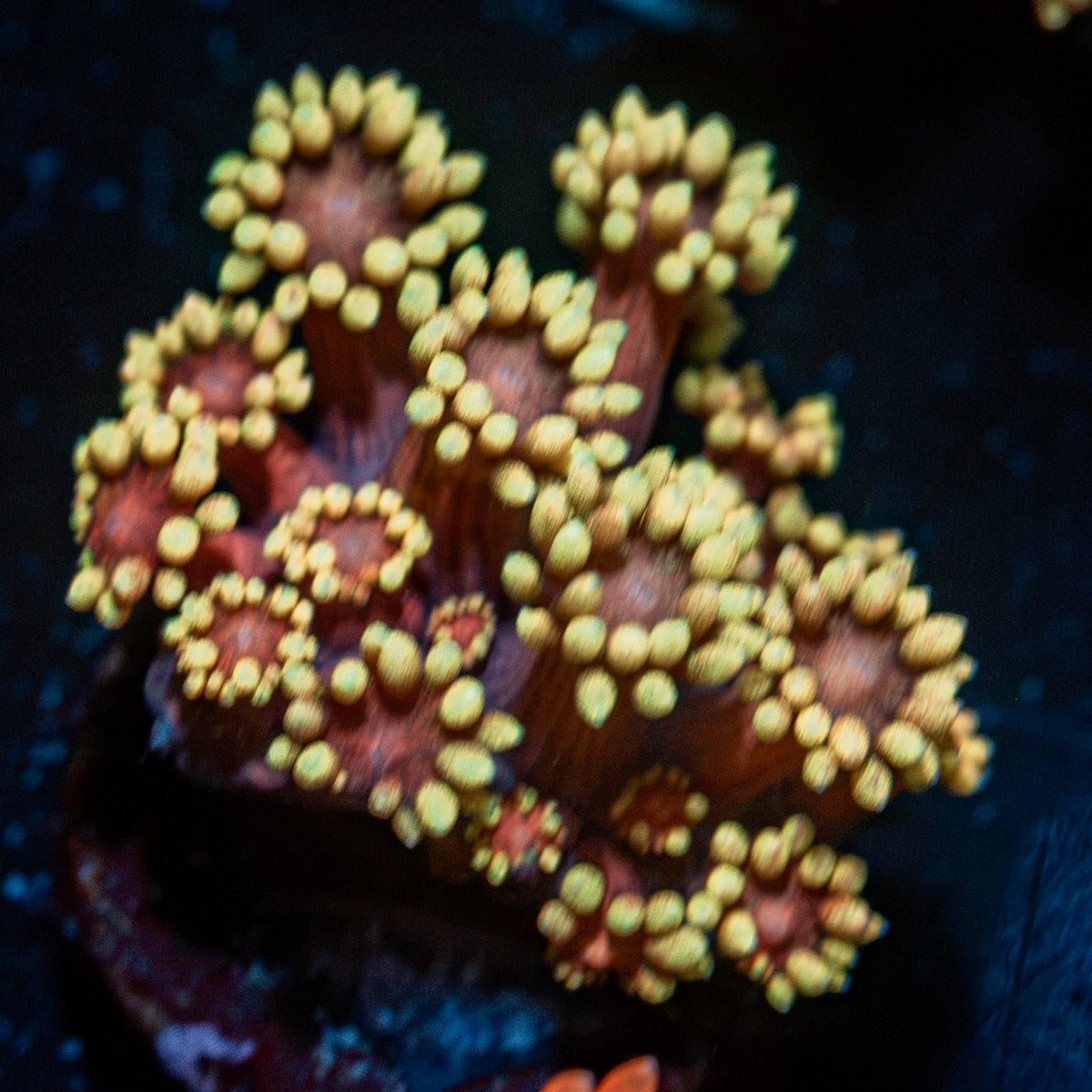 Iron Man Goniopora Coral with flower-like polyps in reef aquarium