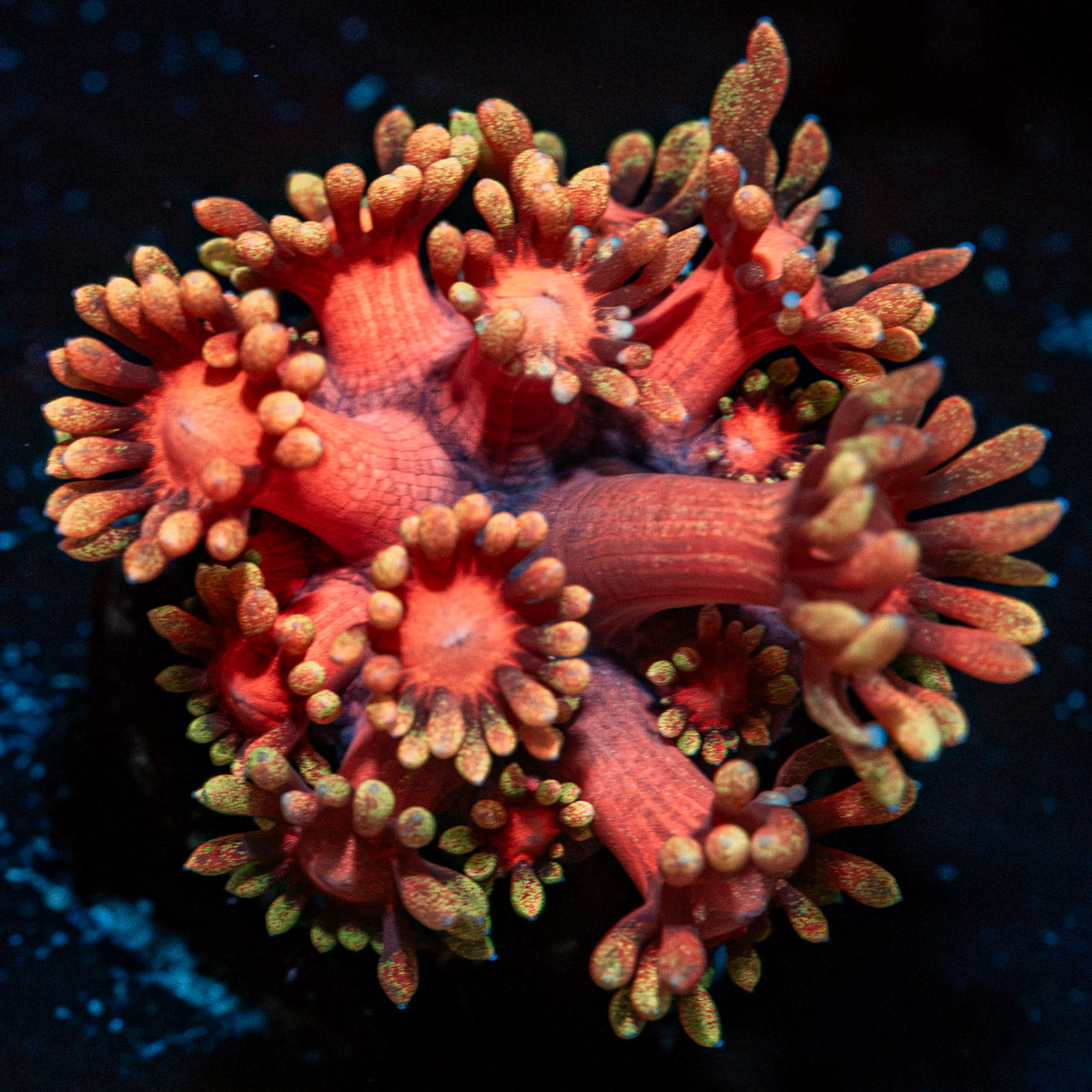 Iron Bandit Goniopora Coral with flower-like polyps in reef aquarium