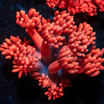 Red Fever Goniopora Coral with flower-like polyps in reef aquarium