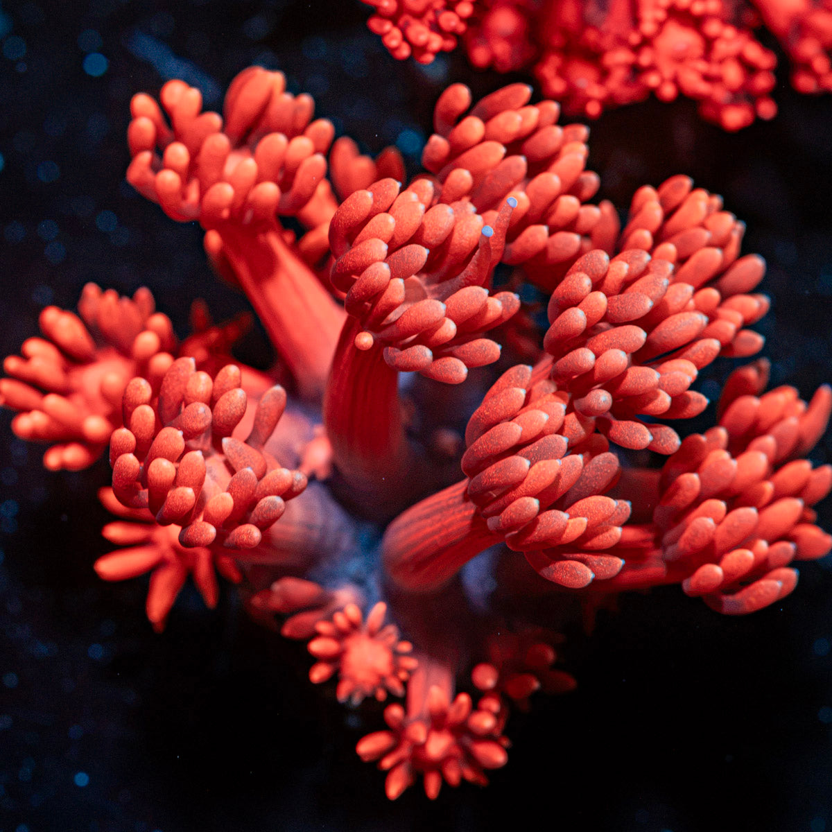 Red Fever Goniopora Coral with flower-like polyps in reef aquarium