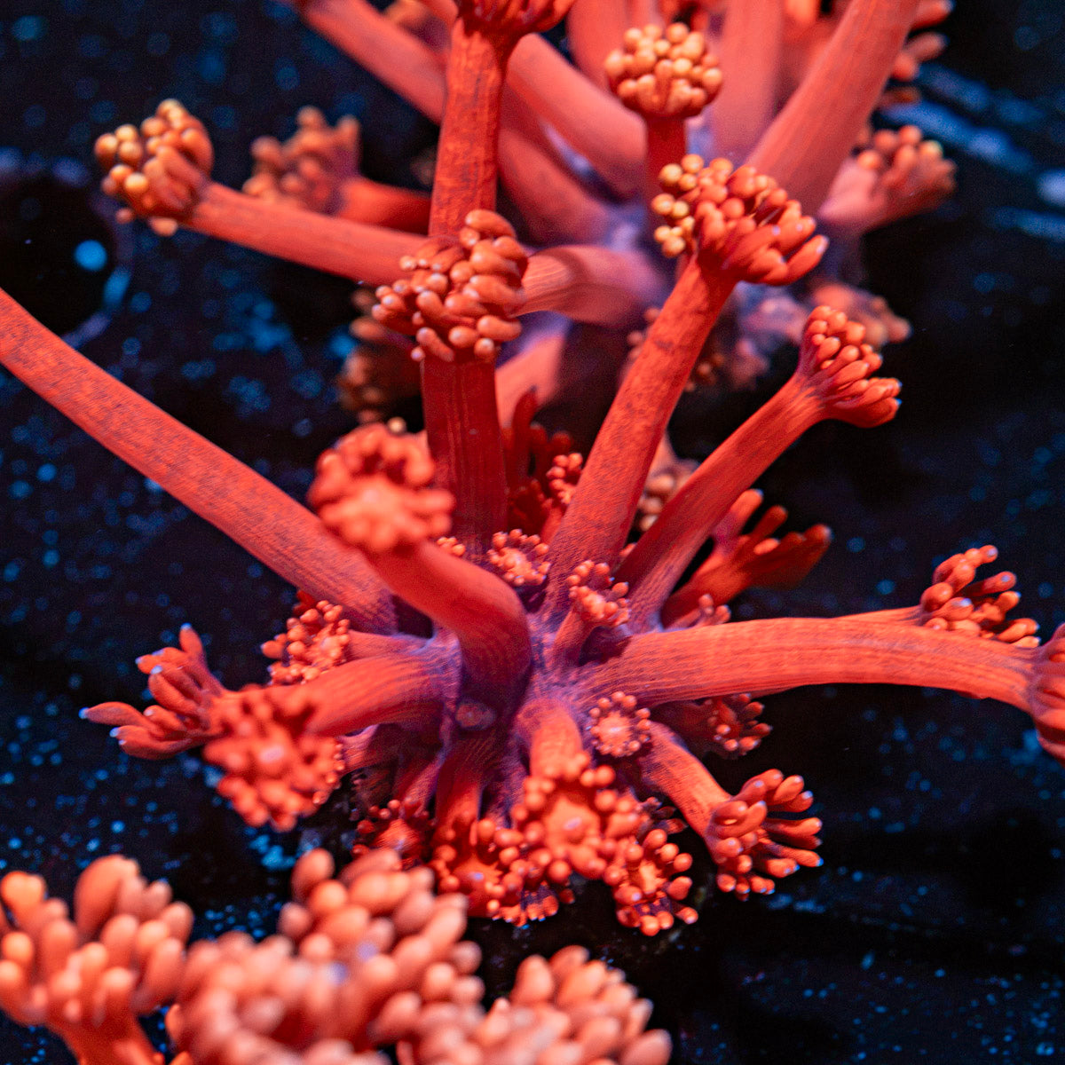Red Bull Goniopora Coral with flower-like polyps in reef aquarium
