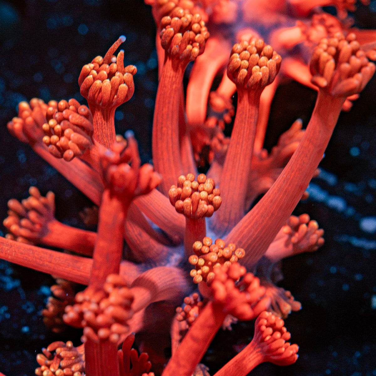 Iron Bandit Goniopora Coral with flower-like polyps in reef aquarium