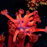 Red Bull Goniopora Coral with flower-like polyps in reef aquarium