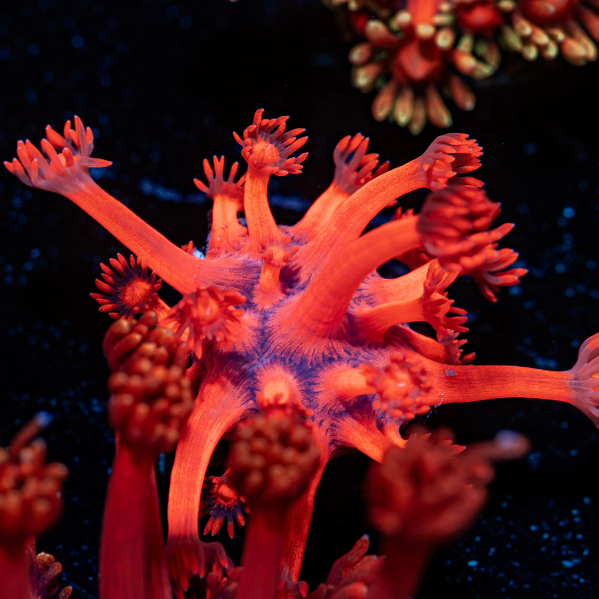 Red Bull Goniopora Coral with flower-like polyps in reef aquarium