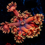 Iron Man Goniopora Coral with flower-like polyps in reef aquarium