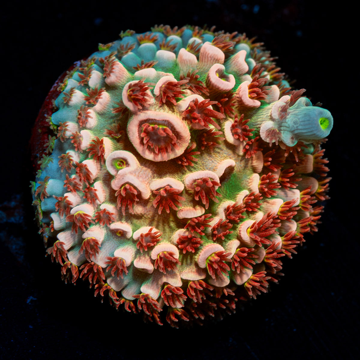 Cherry Bomb Tenuis Acropora Coral with branching growth in reef aquarium