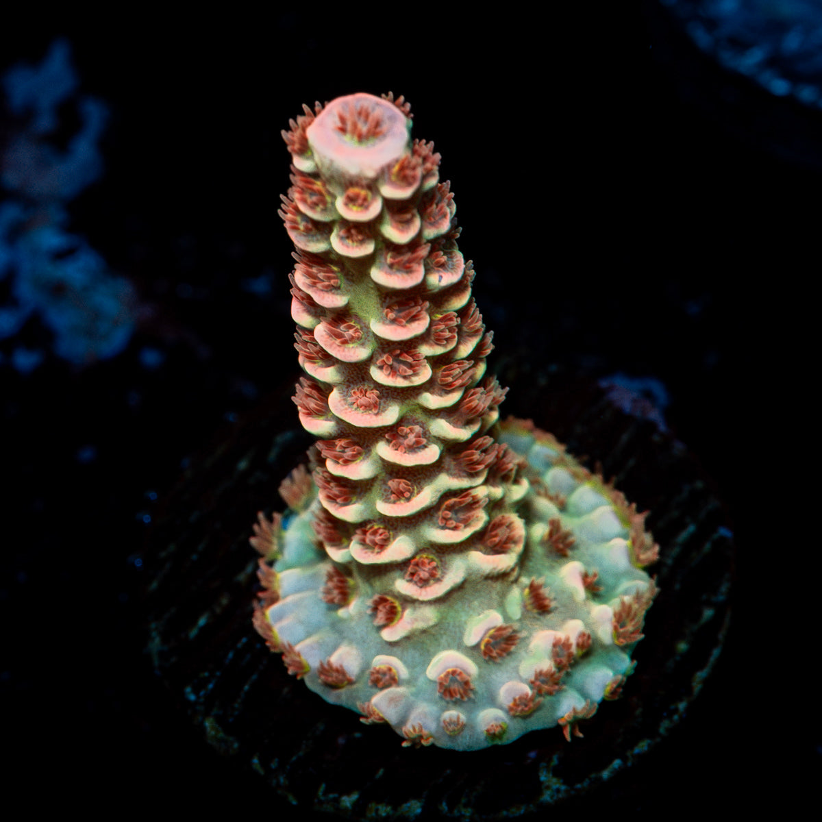 Cherry Bomb Tenuis Acropora Coral with branching growth in reef aquarium