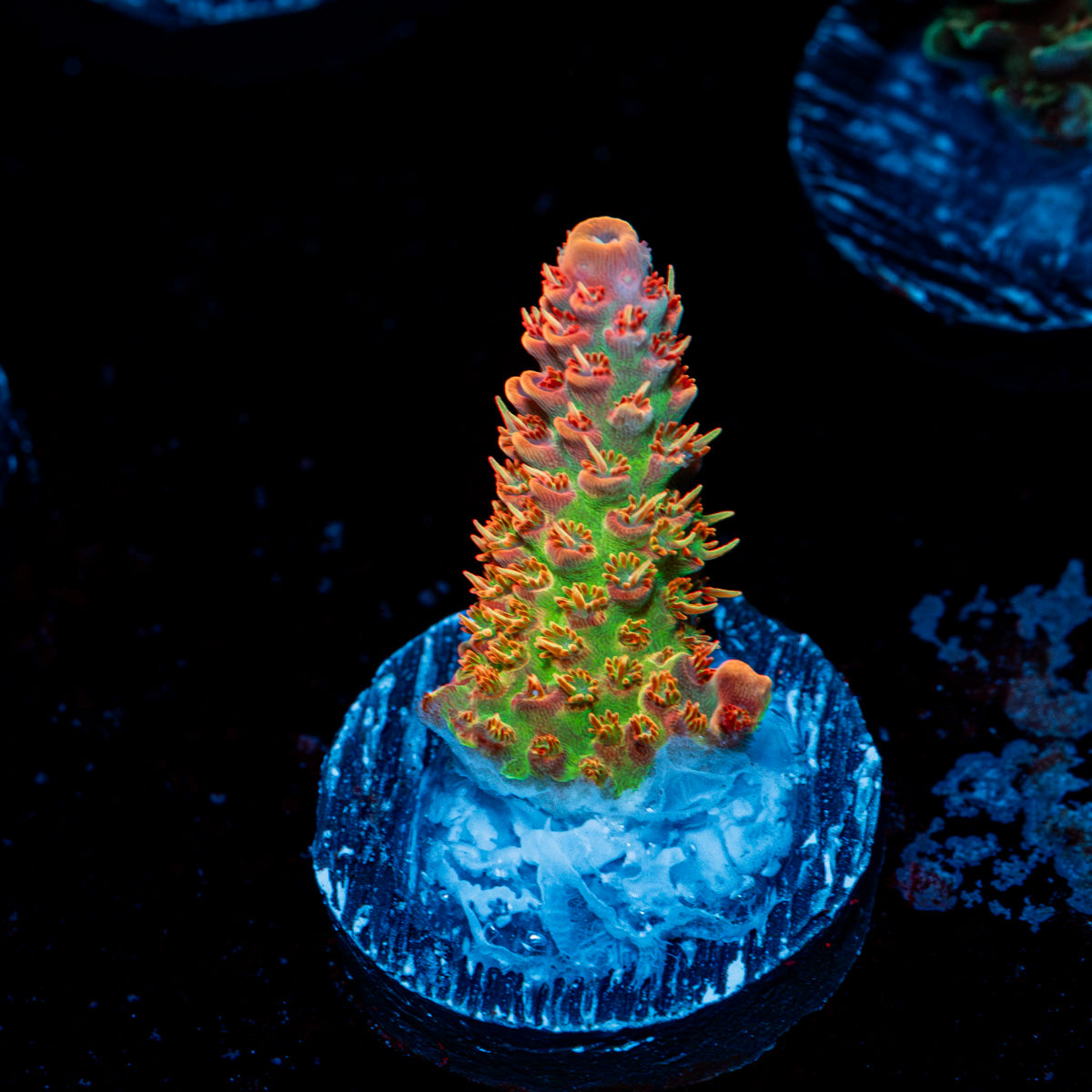 Princess Peach Acropora Coral with branching growth in reef aquarium