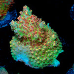 Princess Peach Acropora Coral with branching growth in reef aquarium