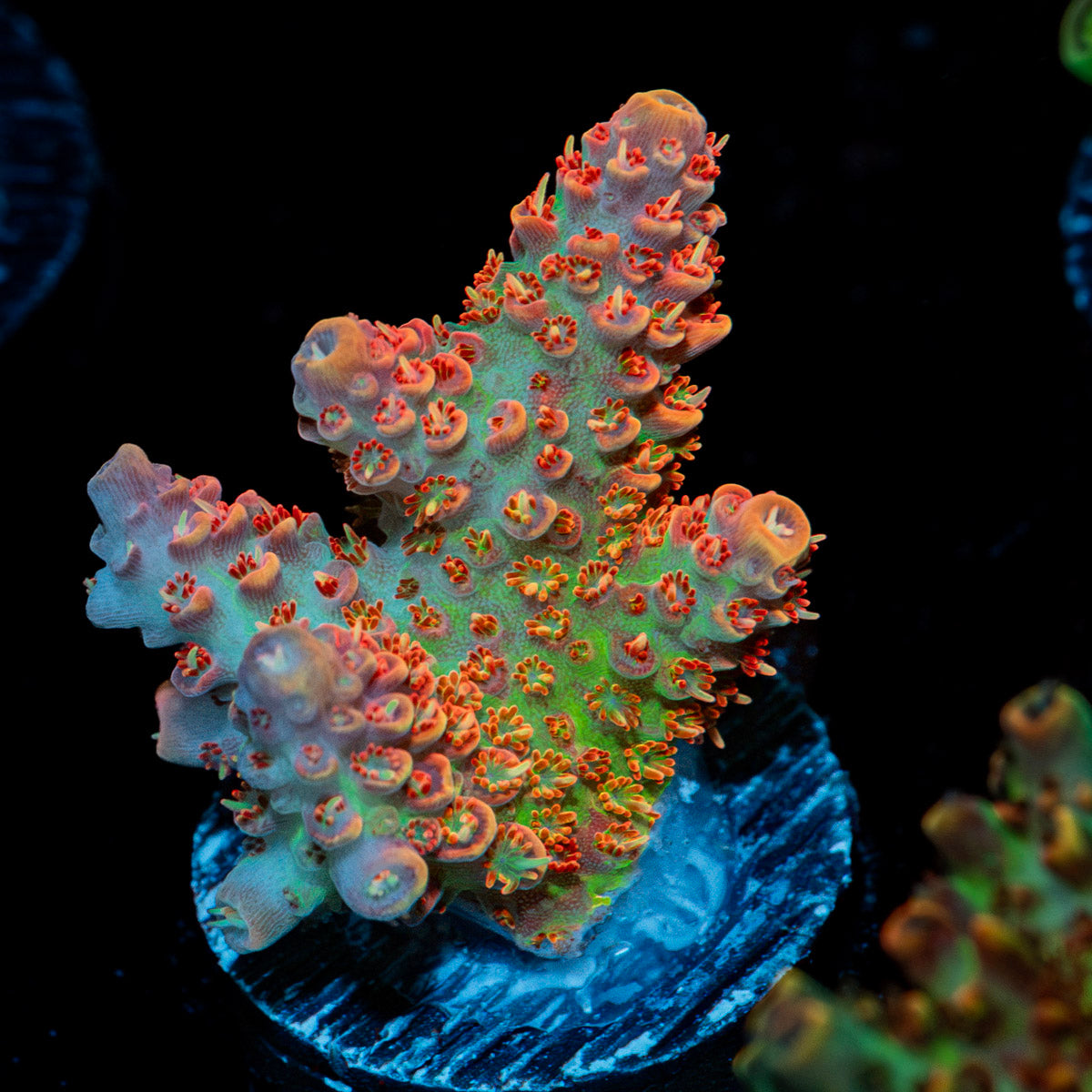 Princess Peach Acropora Coral with branching growth in reef aquarium