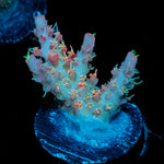 Confetti Acropora Coral with branching growth in reef aquarium