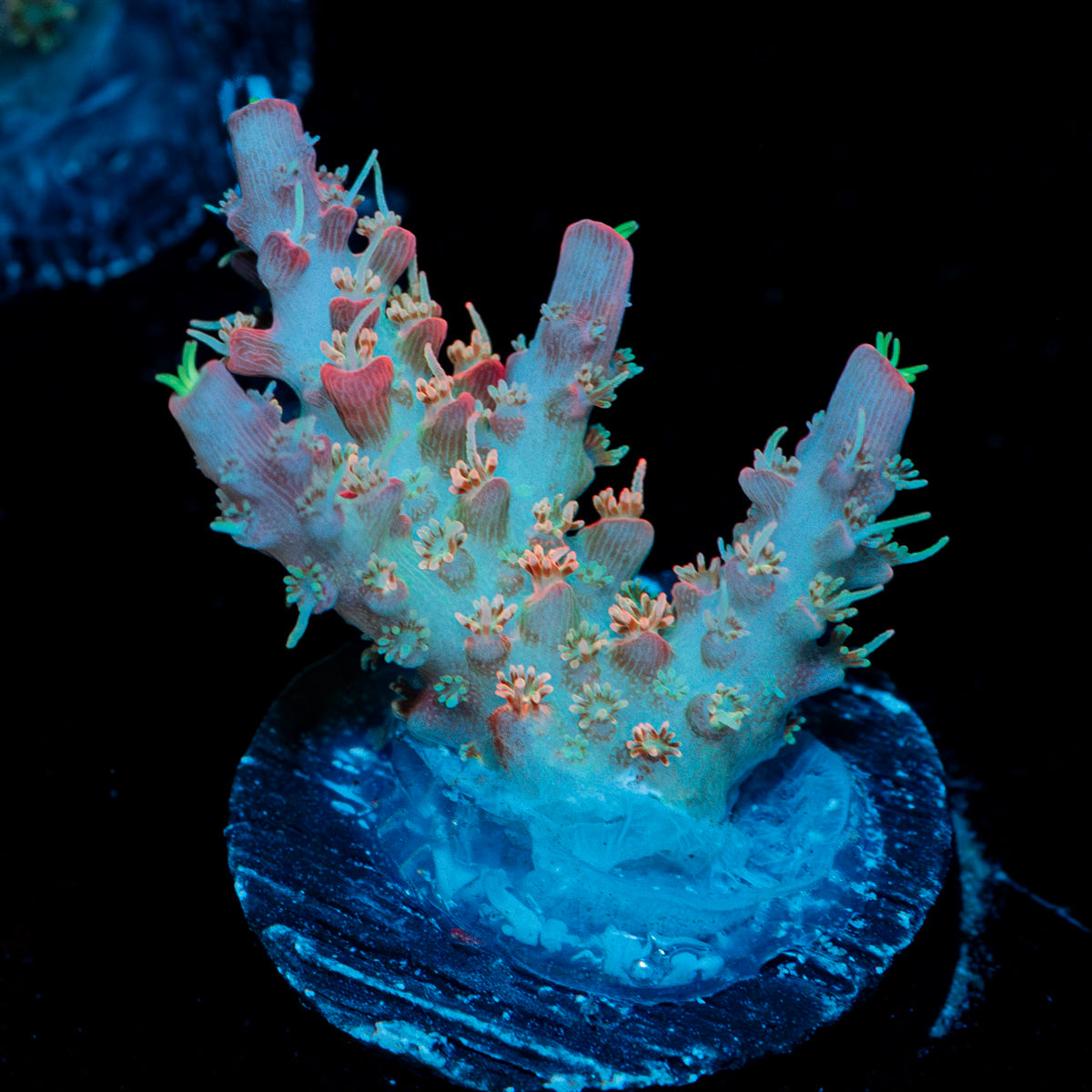 Confetti Acropora Coral with branching growth in reef aquarium