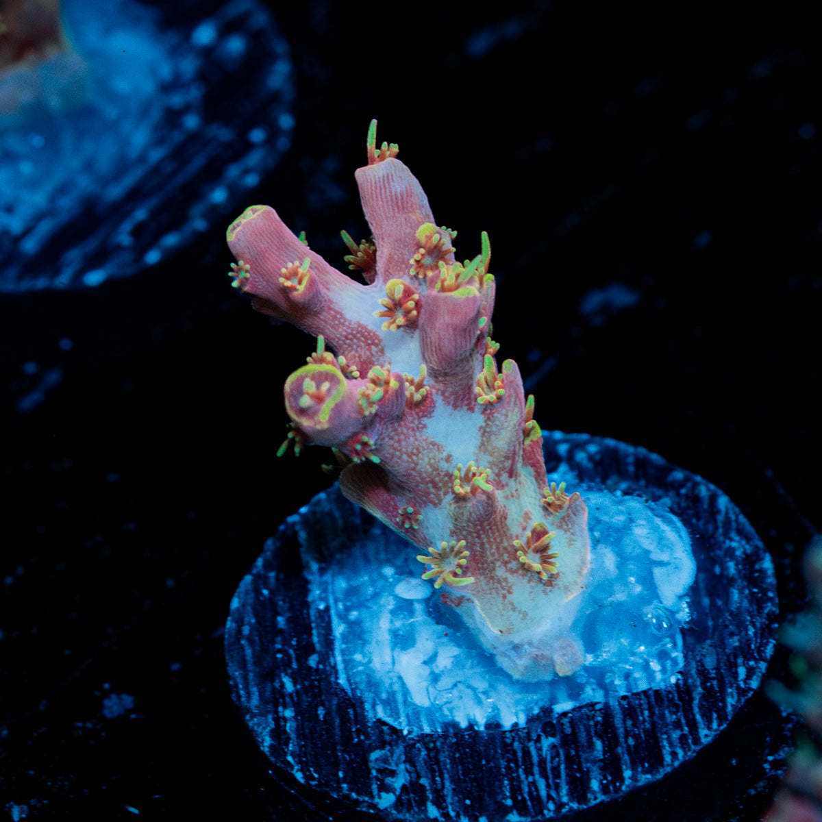 Purple Haze Acropora Coral with branching growth in reef aquarium
