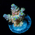 Water Colors Tenuis Acropora Coral with branching growth in reef aquarium