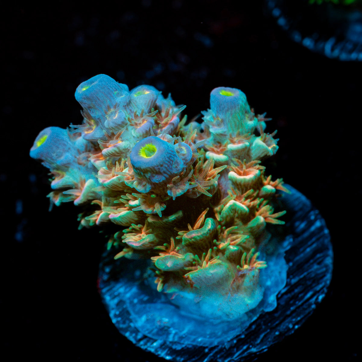 Lovers Tenuis Acropora Coral with branching growth in reef aquarium