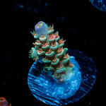 Crusher Tenuis Acropora Coral with branching growth in reef aquarium