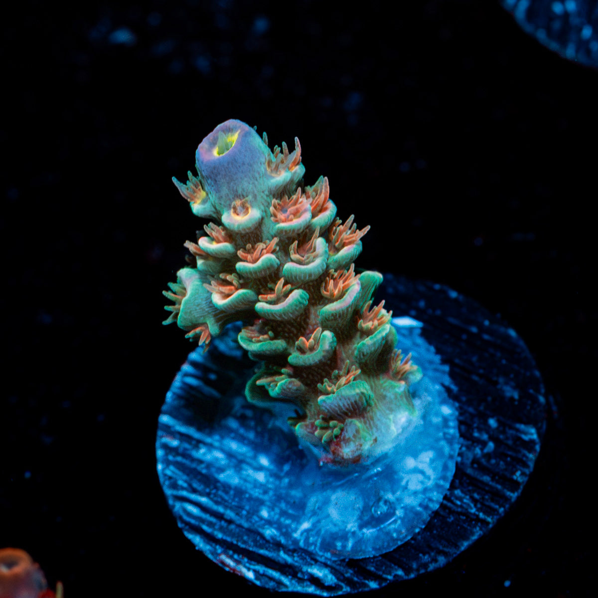 Crusher Tenuis Acropora Coral with branching growth in reef aquarium