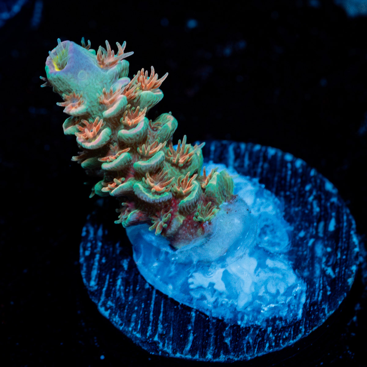 Crusher Tenuis Acropora Coral with branching growth in reef aquarium