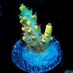 Pink Floyd Acropora Coral with branching growth in reef aquarium