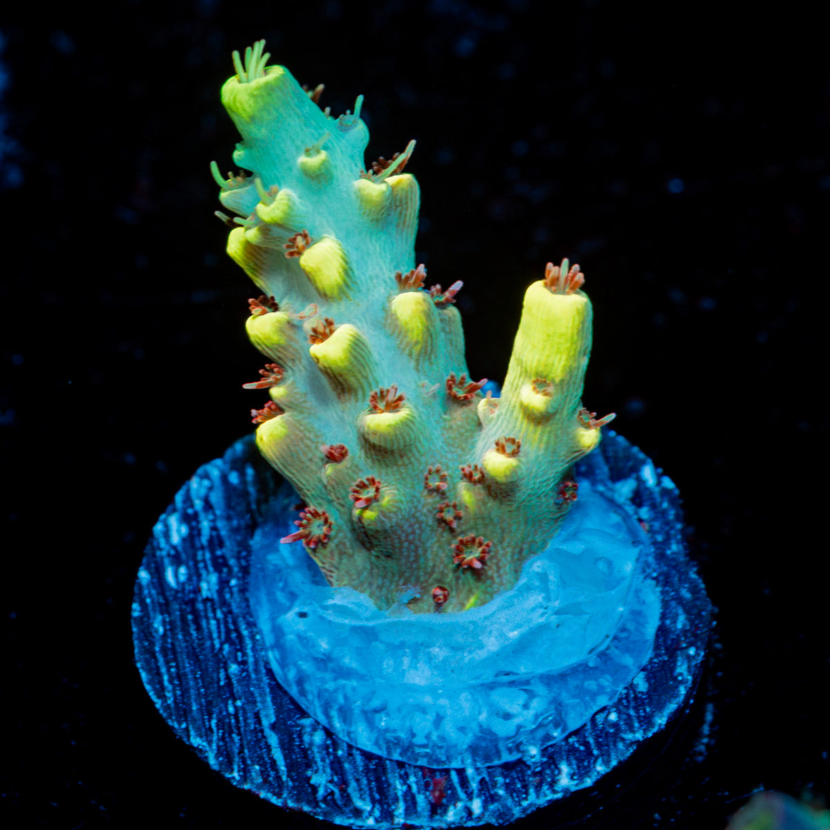 Pink Floyd Acropora Coral with branching growth in reef aquarium