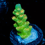 SC Orange Passion Acropora with branching growth in reef aquarium