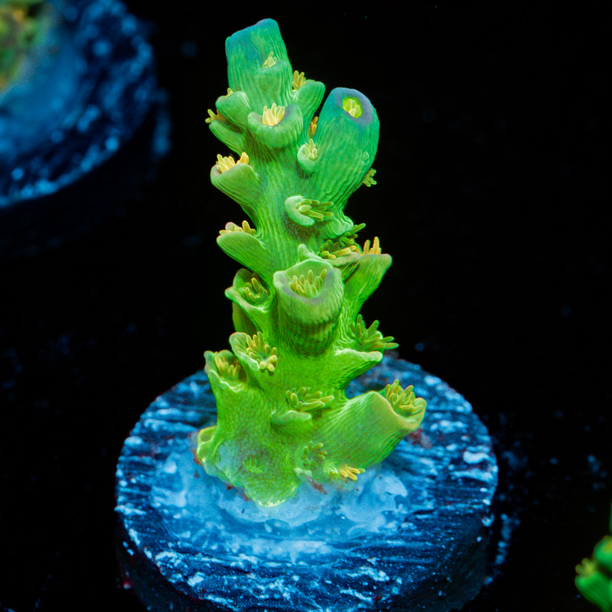 Orange Passion Acropora with branching growth in reef aquarium