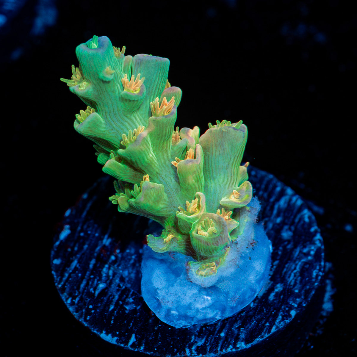 Orange Passion Acropora with branching growth in reef aquarium