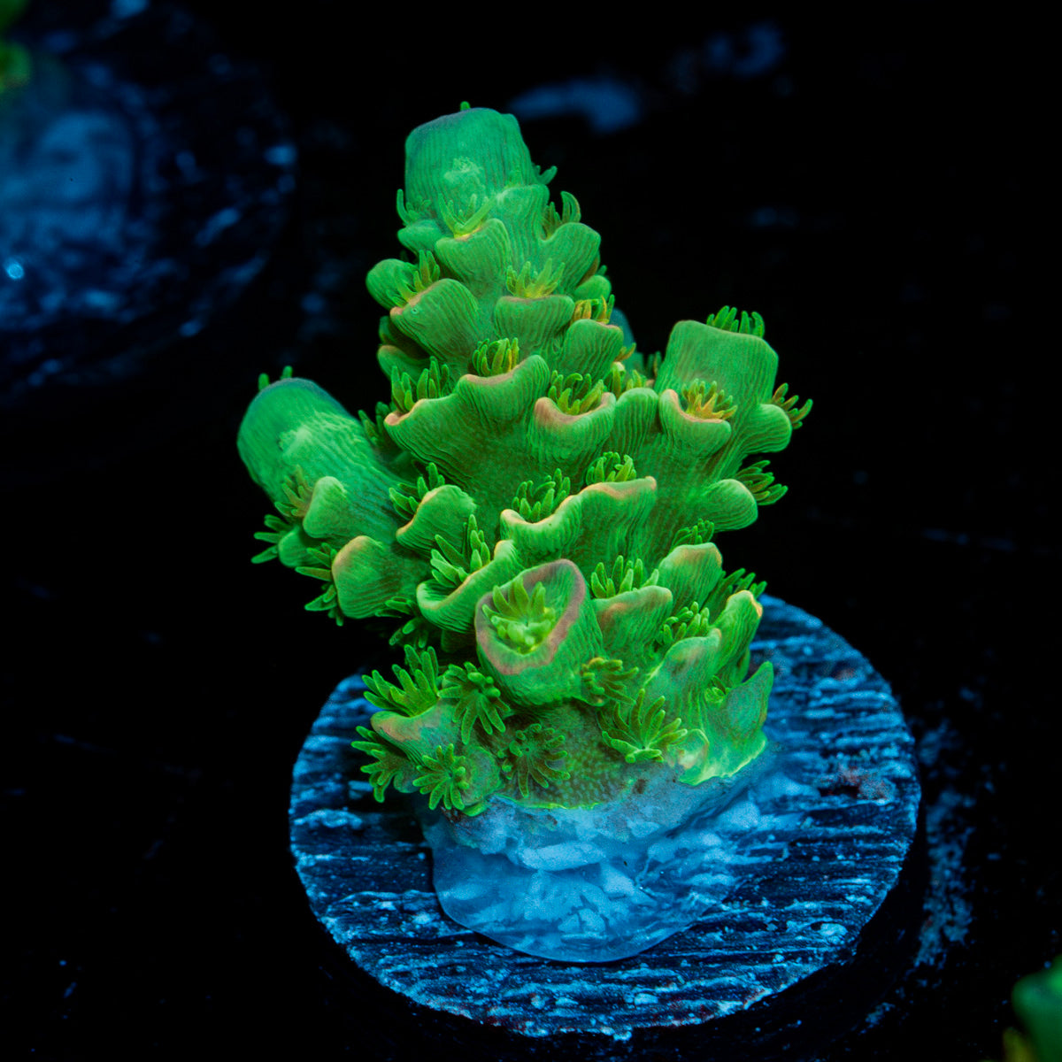 Domicile disrupter Acropora Coral with branching growth in reef aquarium