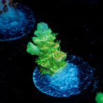 Domicile disrupter Acropora Coral with branching growth in reef aquarium