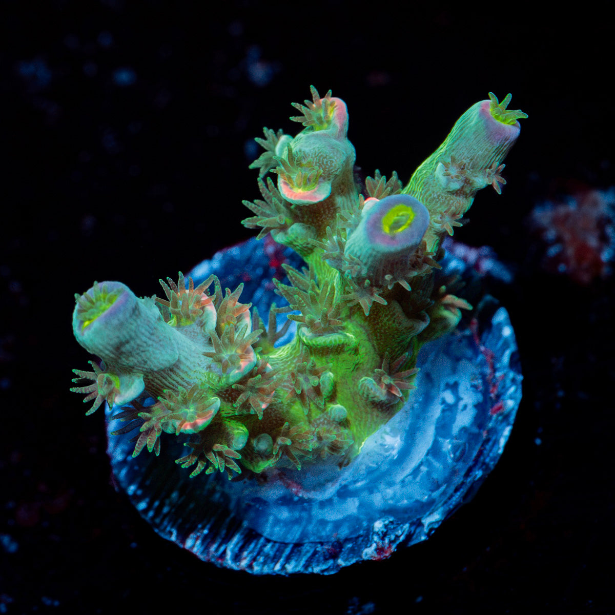 Circus Freak Acropora Coral with branching growth in reef aquarium