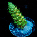 Domicile disrupter Acropora Coral with branching growth in reef aquarium