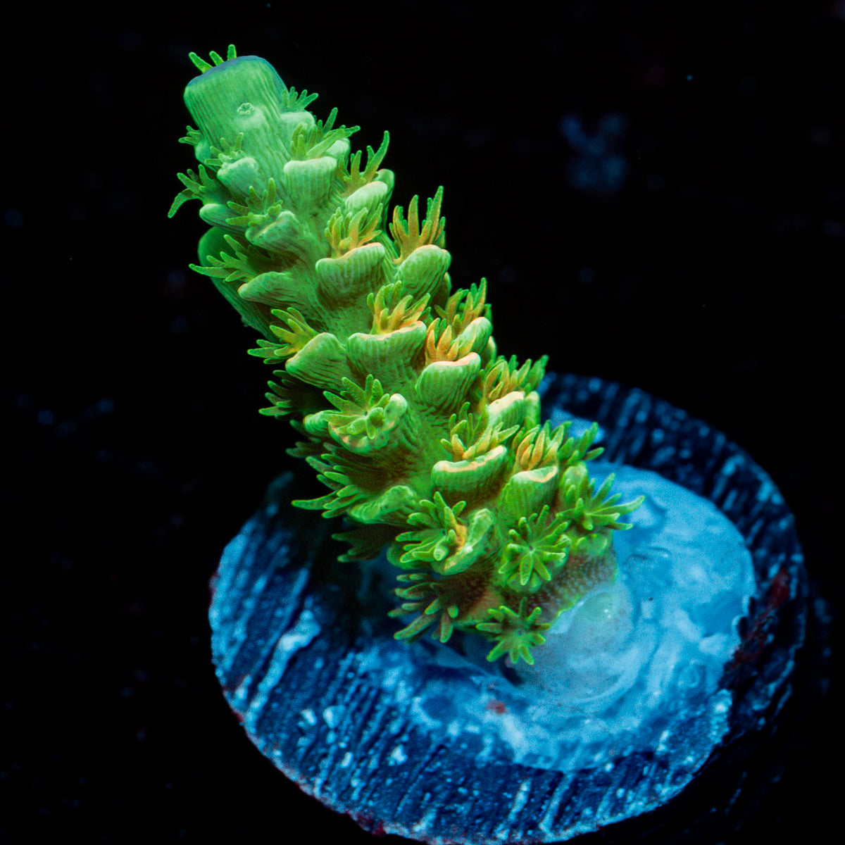Domicile disrupter Acropora Coral with branching growth in reef aquarium