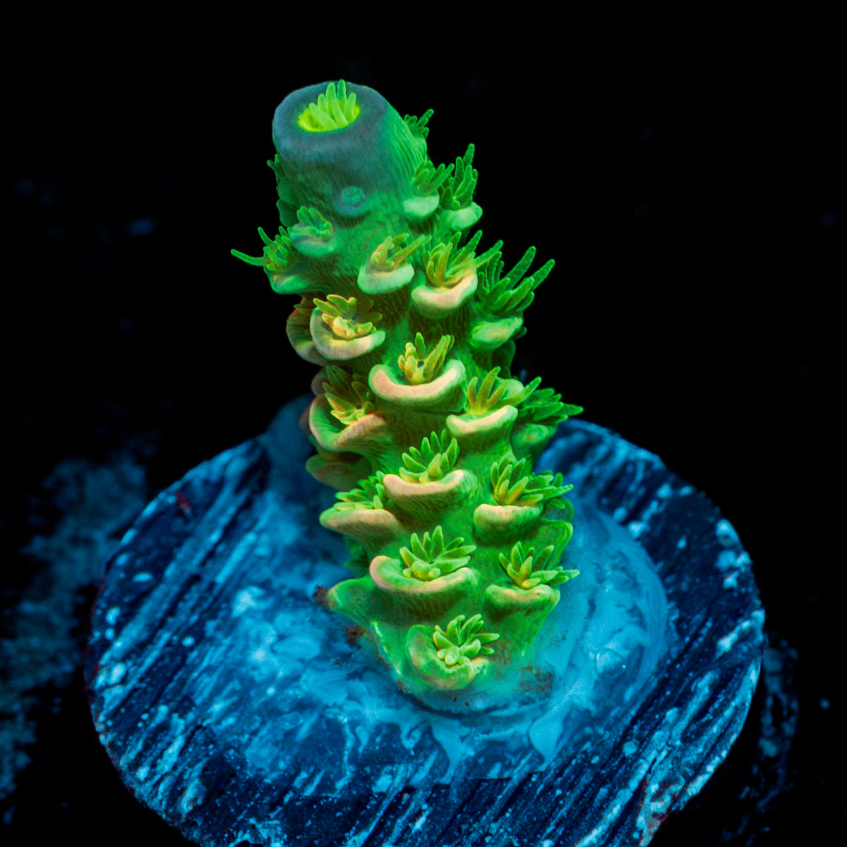 Domicile disrupter Acropora Coral with branching growth in reef aquarium