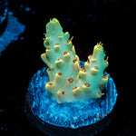 Pink Floyd Acropora Coral with branching growth in reef aquarium