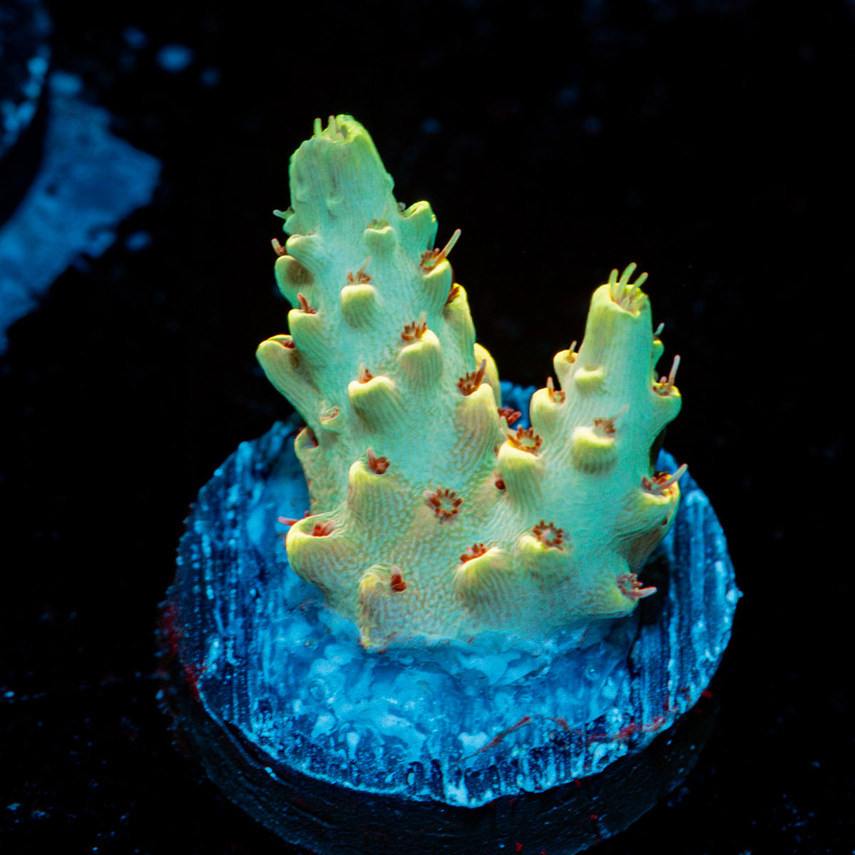 Pink Floyd Acropora Coral with branching growth in reef aquarium
