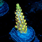 Pink Floyd Acropora Coral with branching growth in reef aquarium